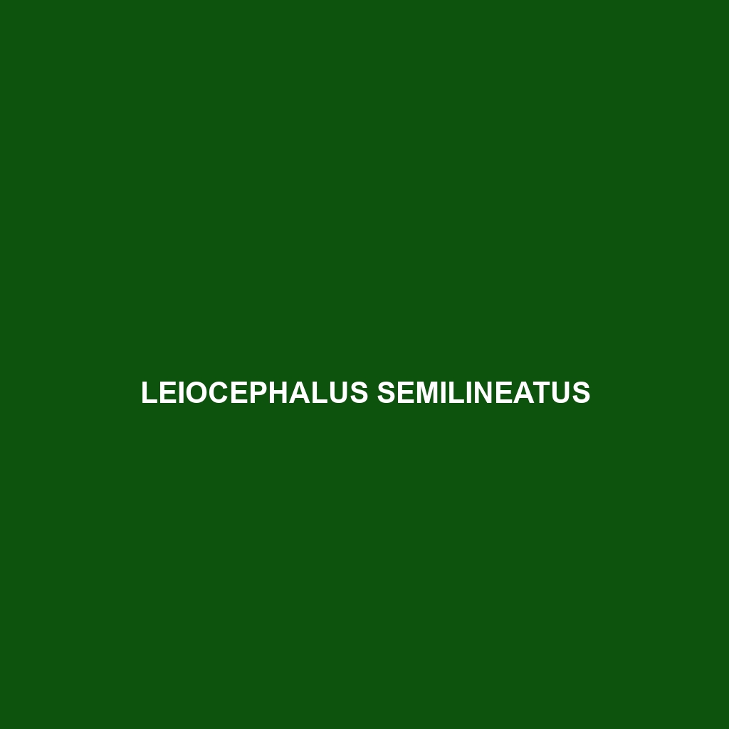 Leiocephalus semilineatus