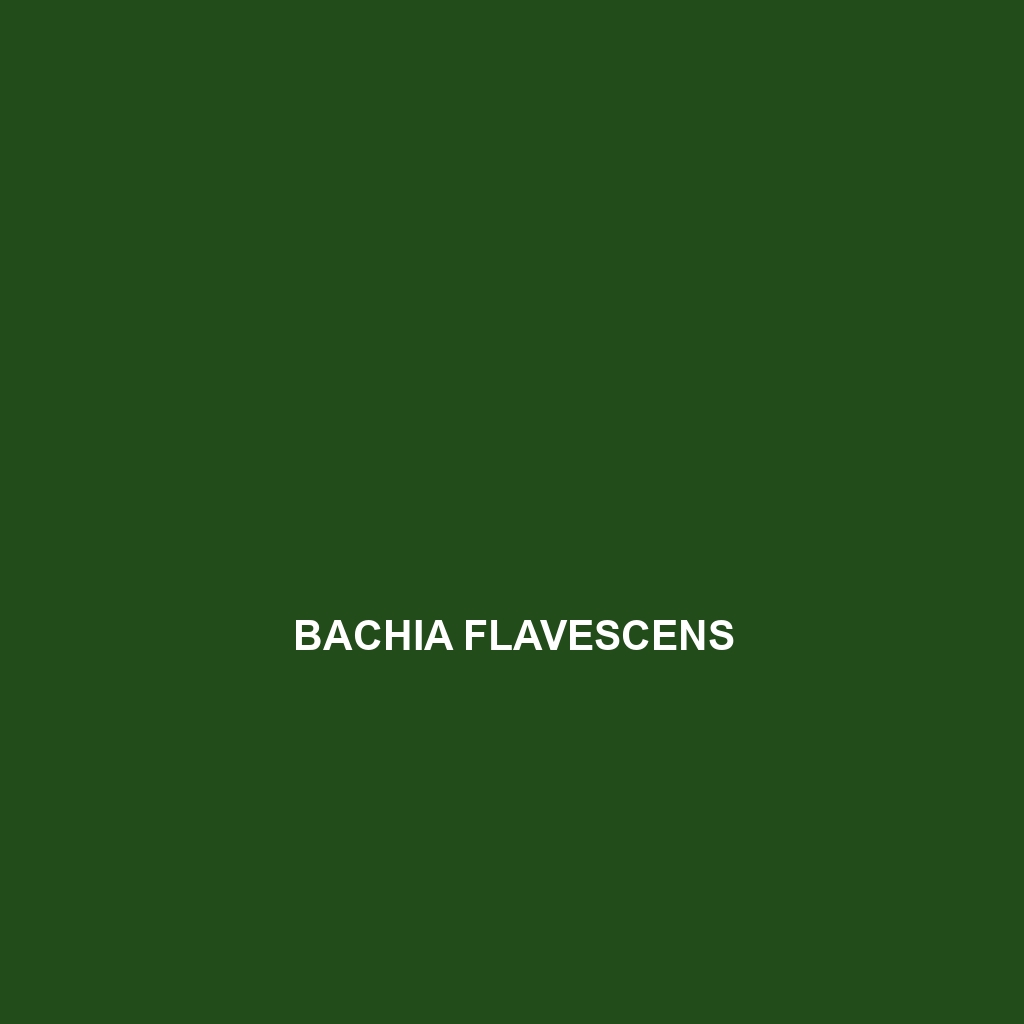 Bachia flavescens