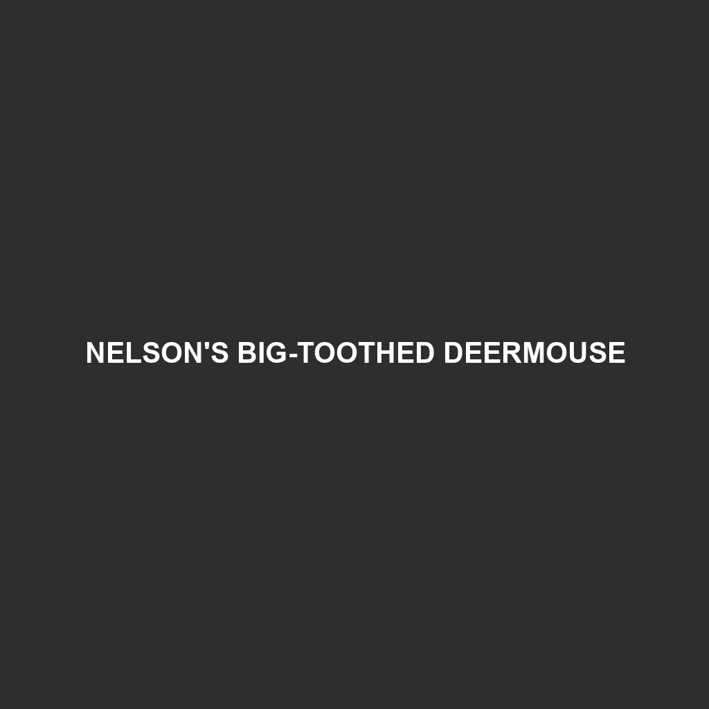 Nelson's Big-toothed Deermouse