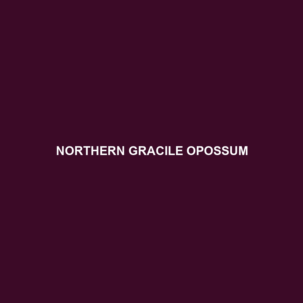 Northern Gracile Opossum