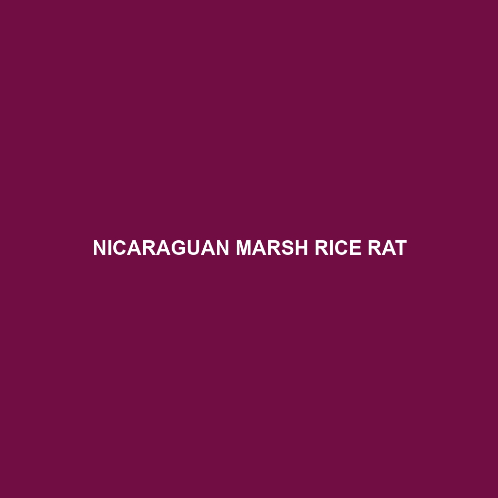 Nicaraguan Marsh Rice Rat