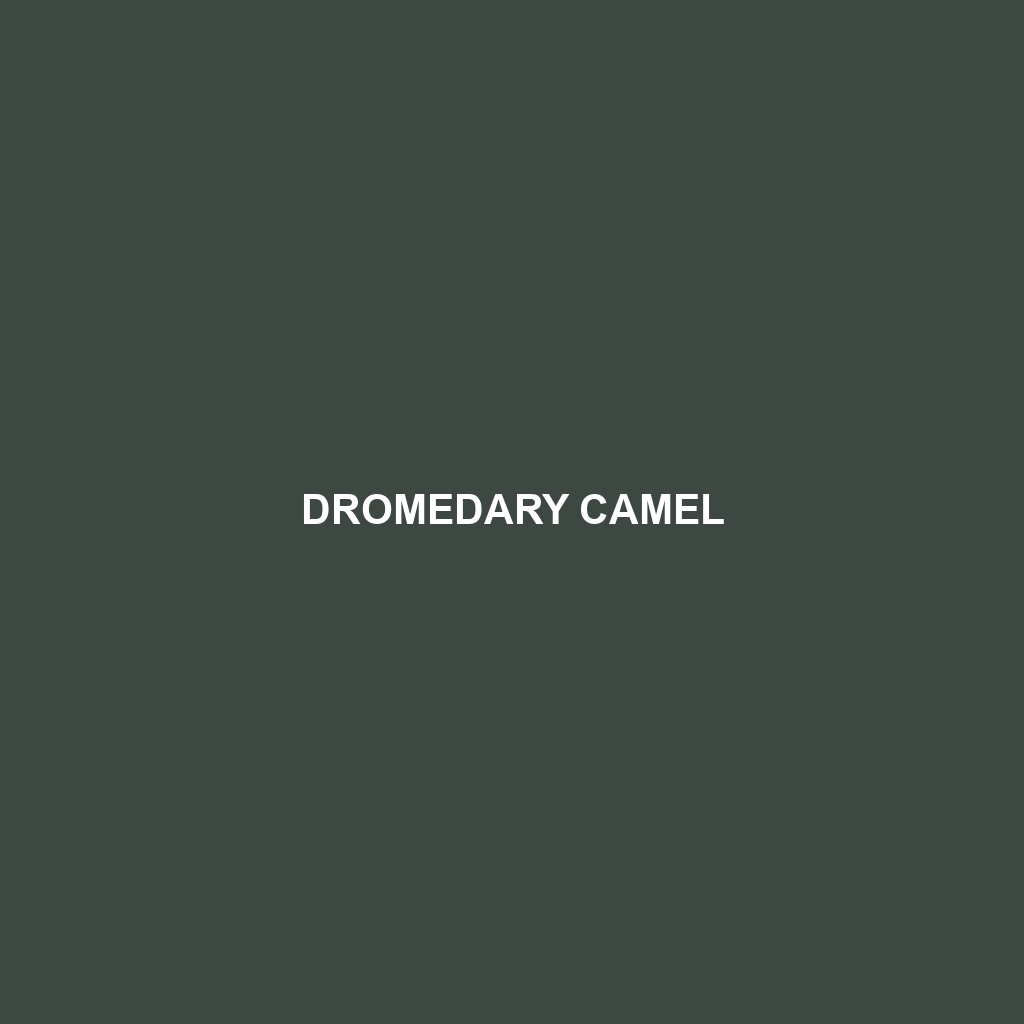 Dromedary Camel