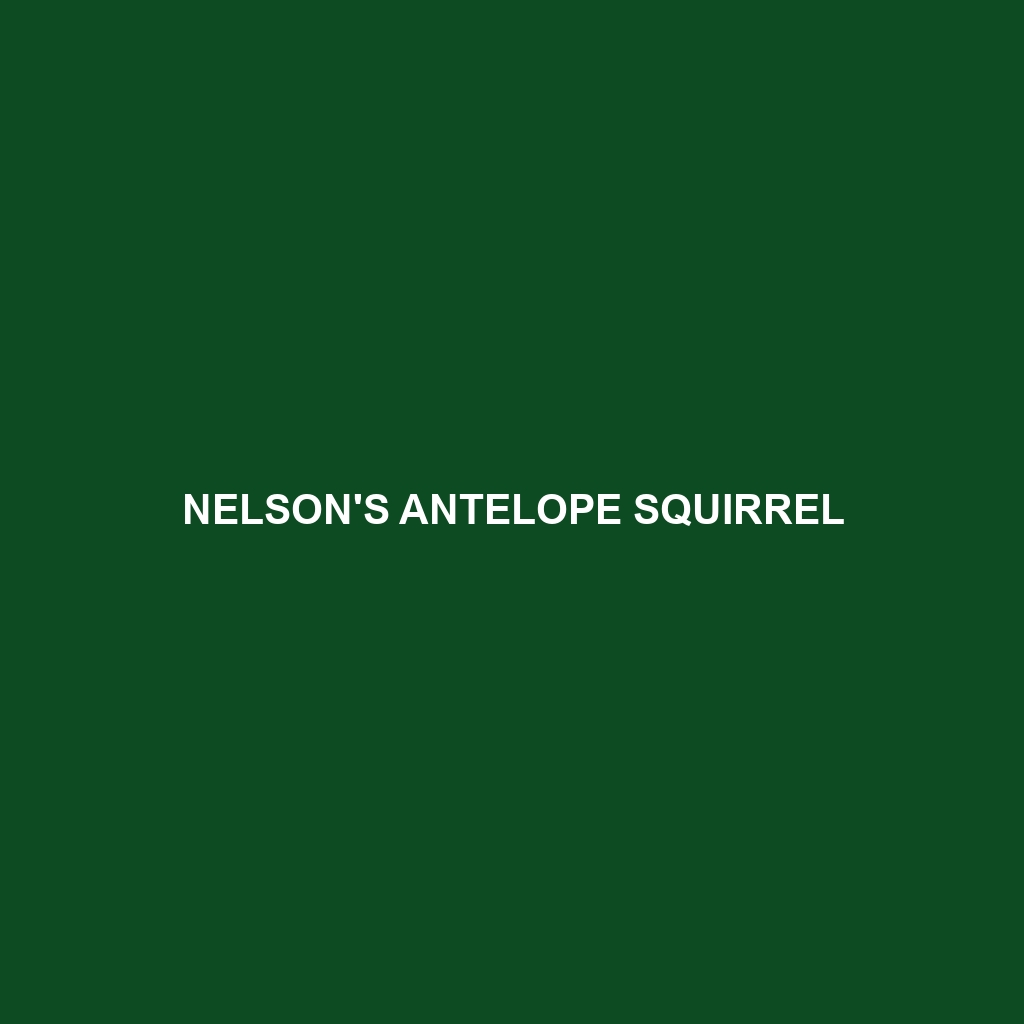 Nelson's Antelope Squirrel