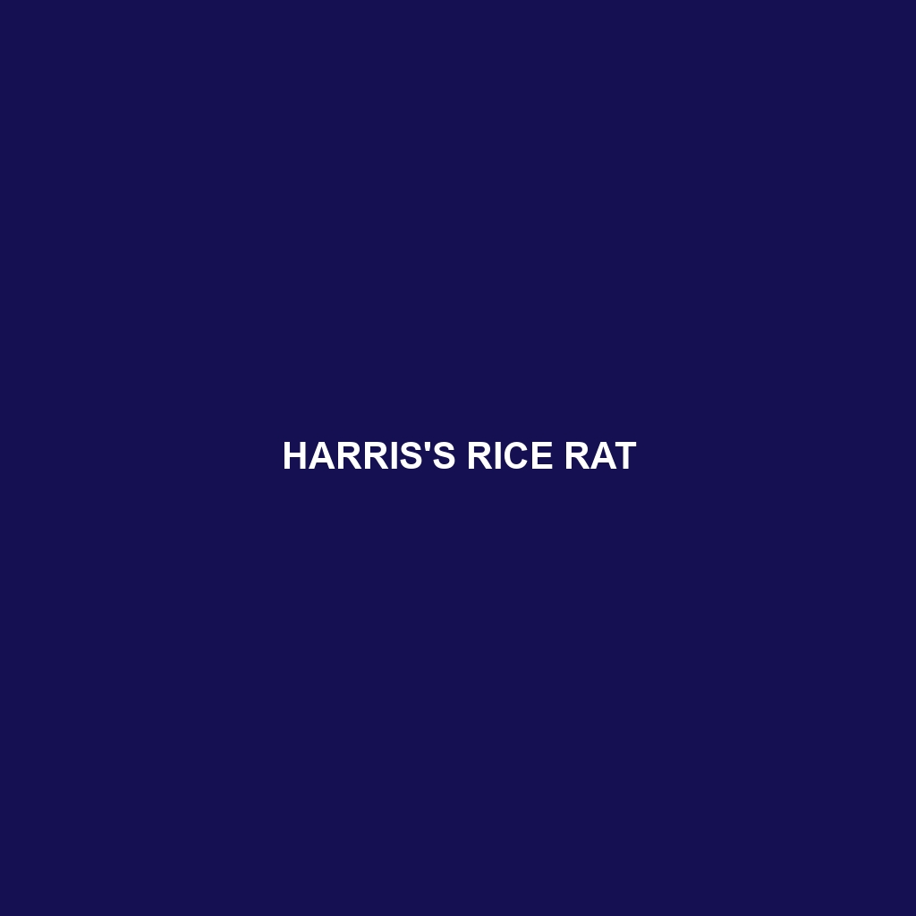 Harris's Rice Rat