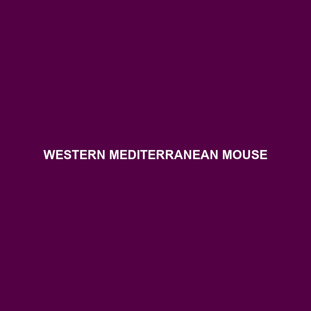 Western Mediterranean Mouse