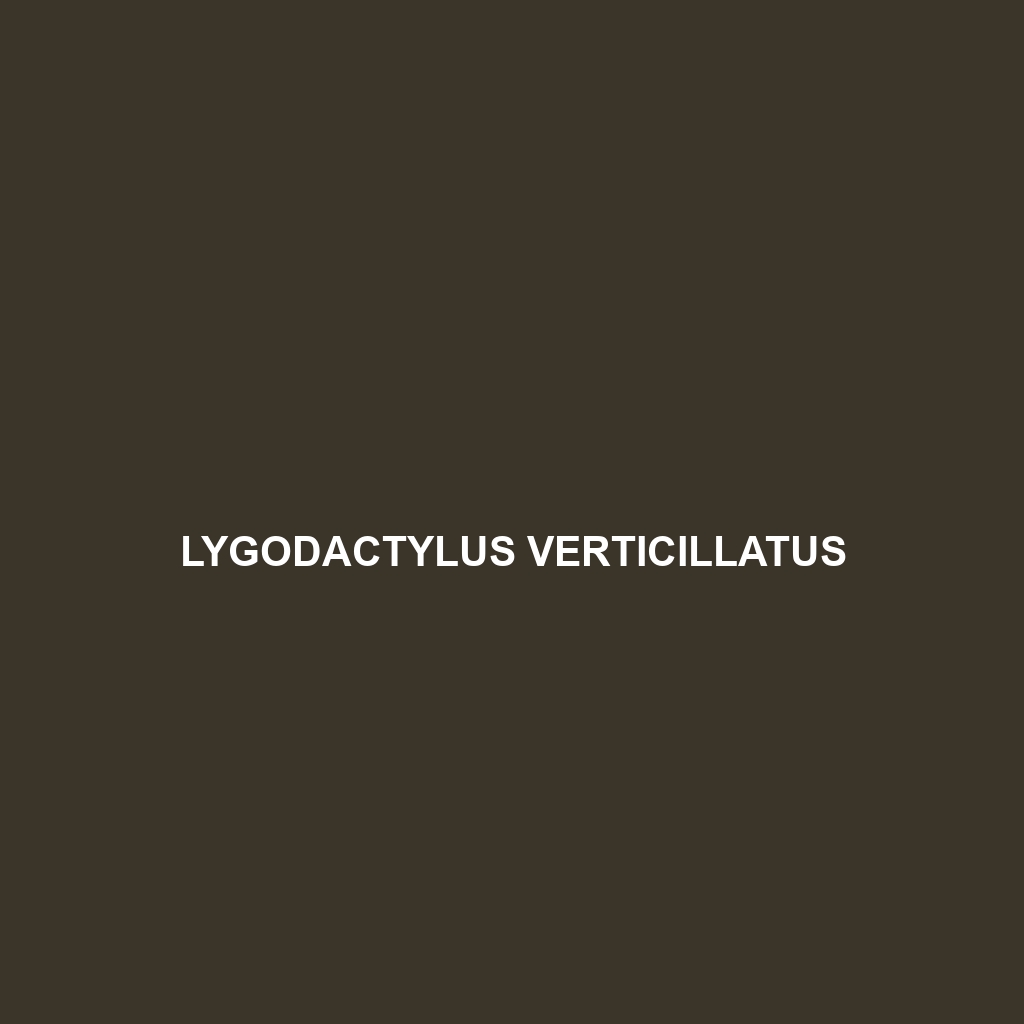 Lygodactylus verticillatus