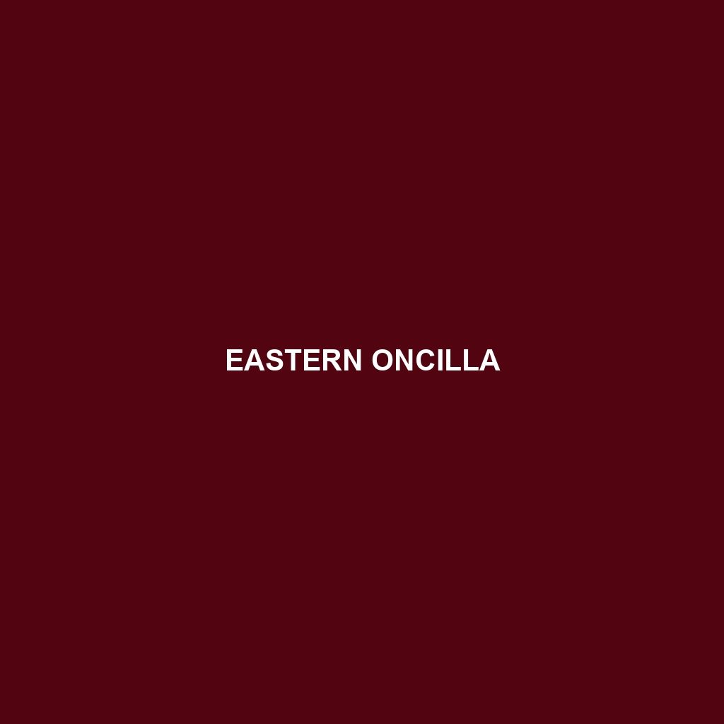 Eastern Oncilla