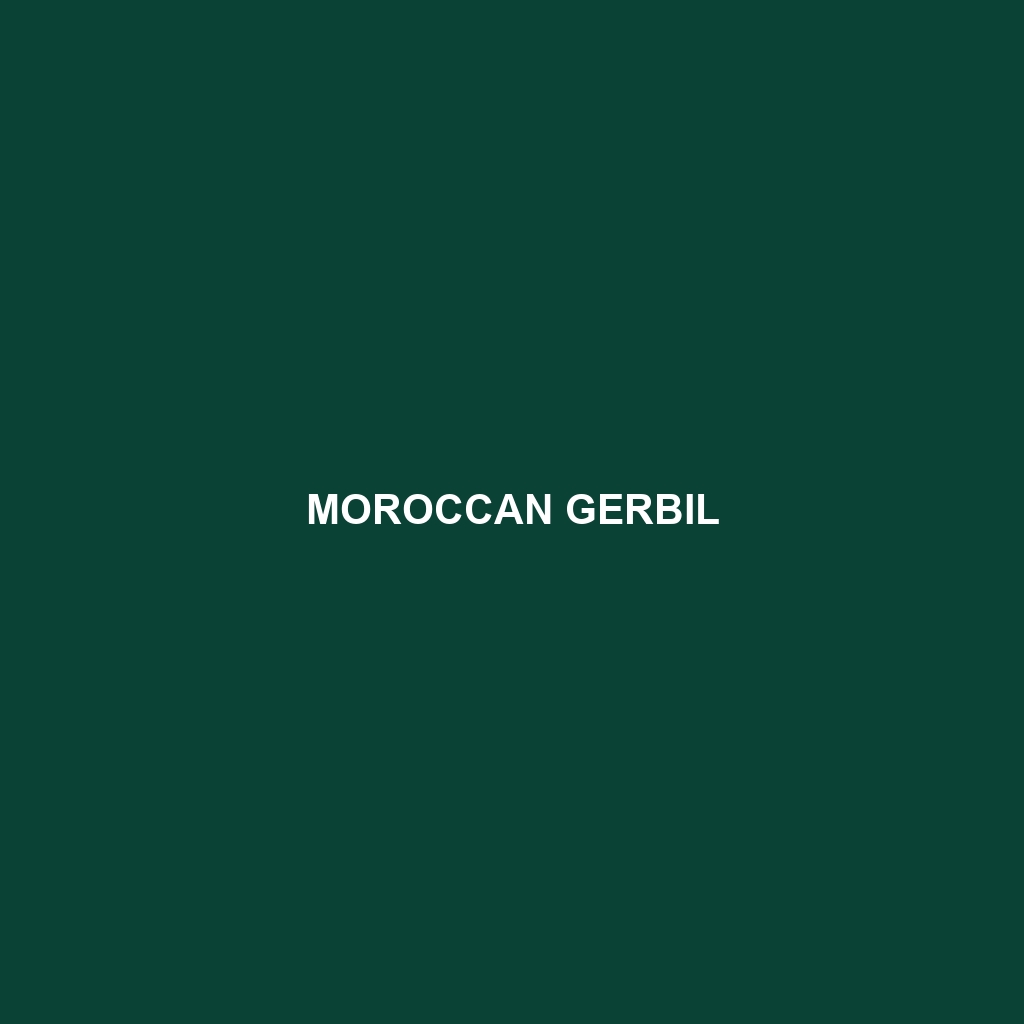 Moroccan Gerbil