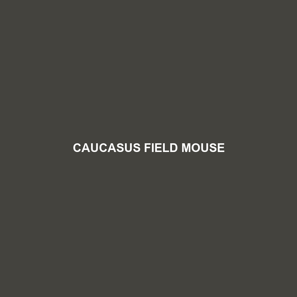 Caucasus Field Mouse