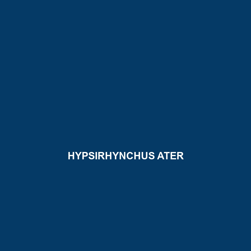 Hypsirhynchus ater