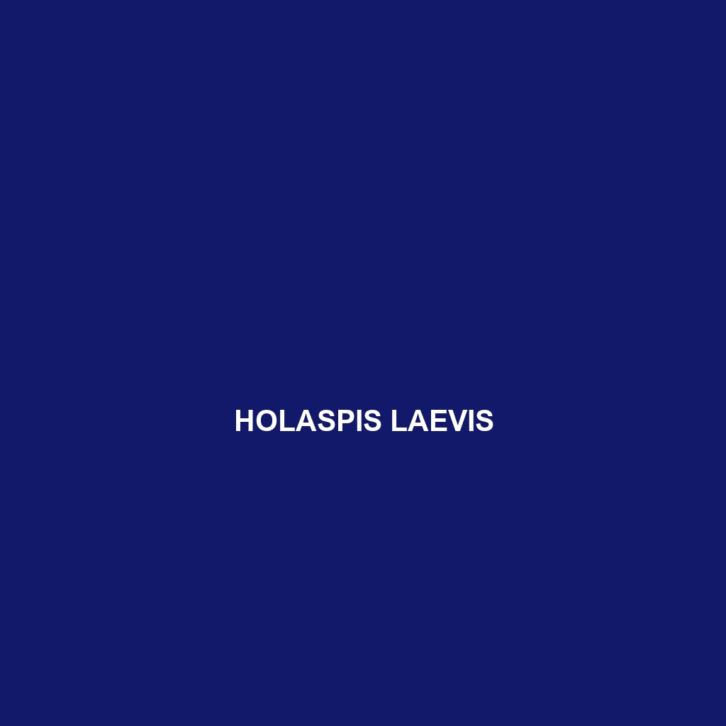 Holaspis laevis