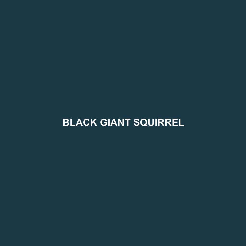 Black Giant Squirrel