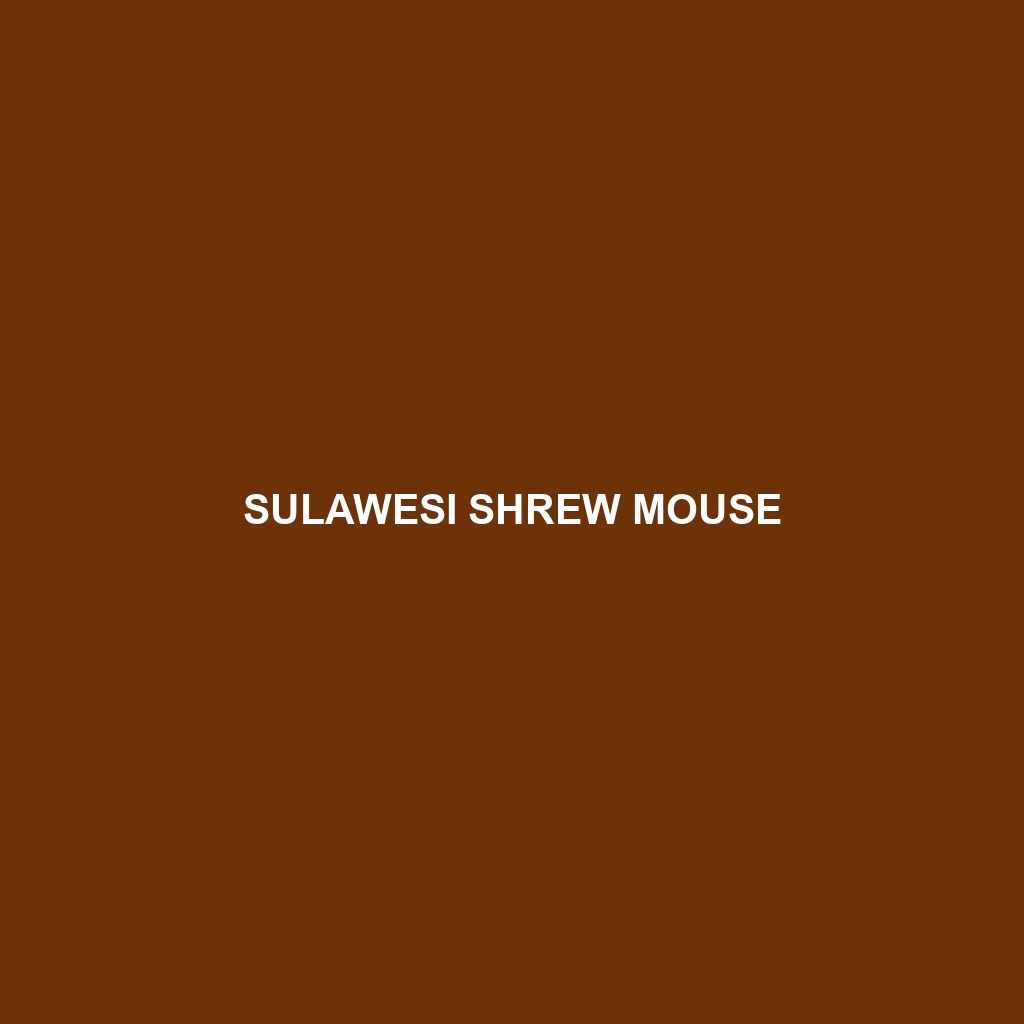 Sulawesi Shrew Mouse