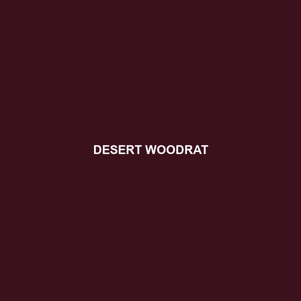 Desert Woodrat