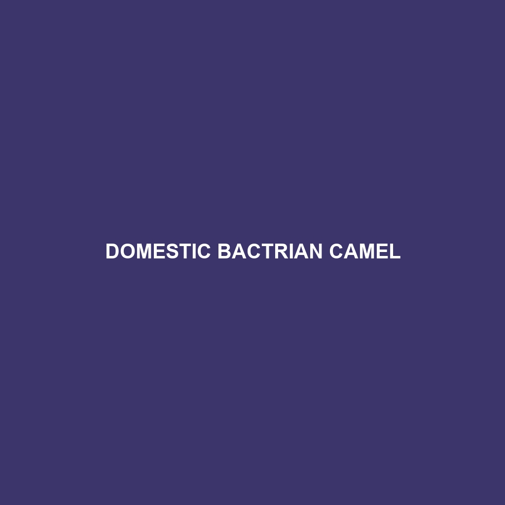 Domestic Bactrian Camel