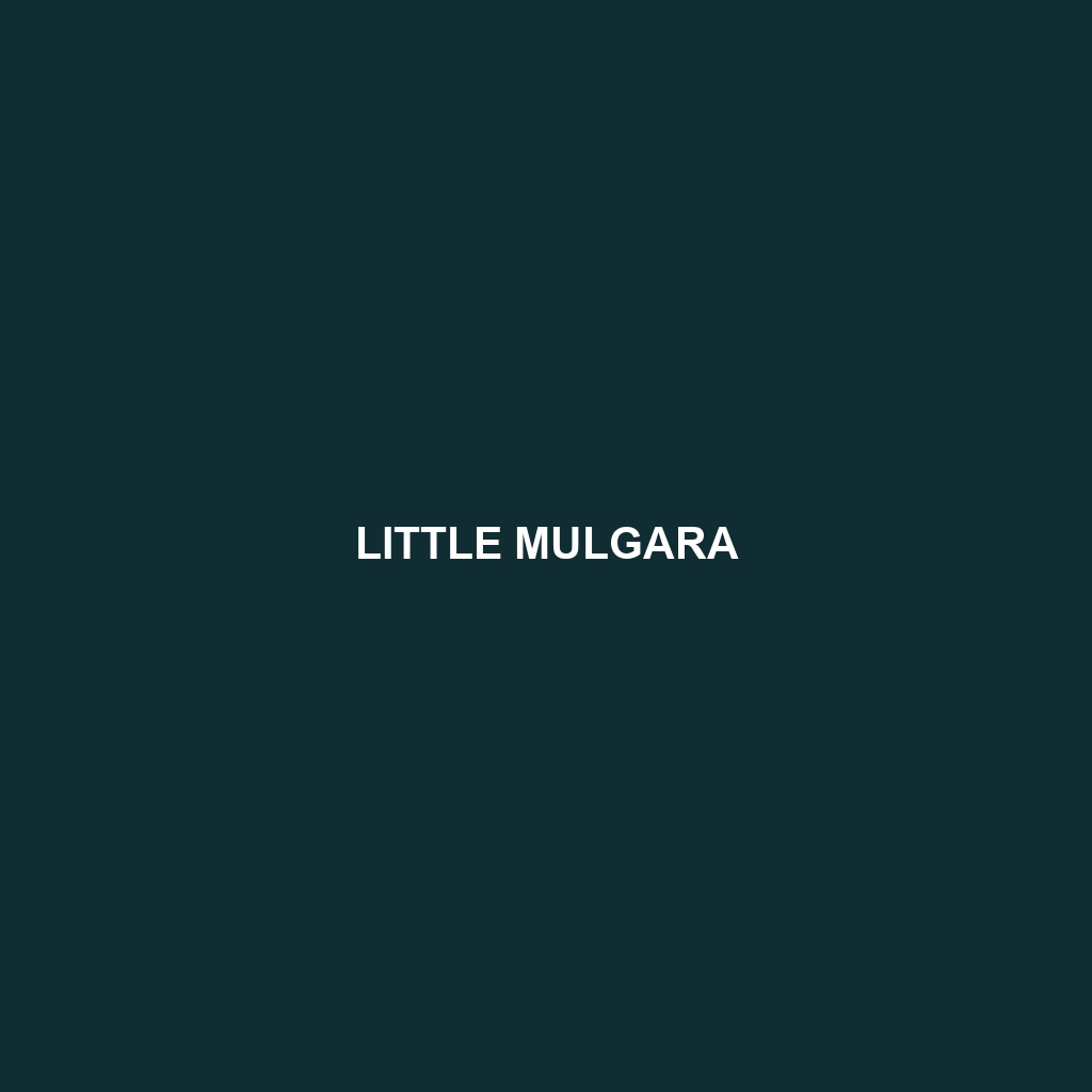 Little Mulgara