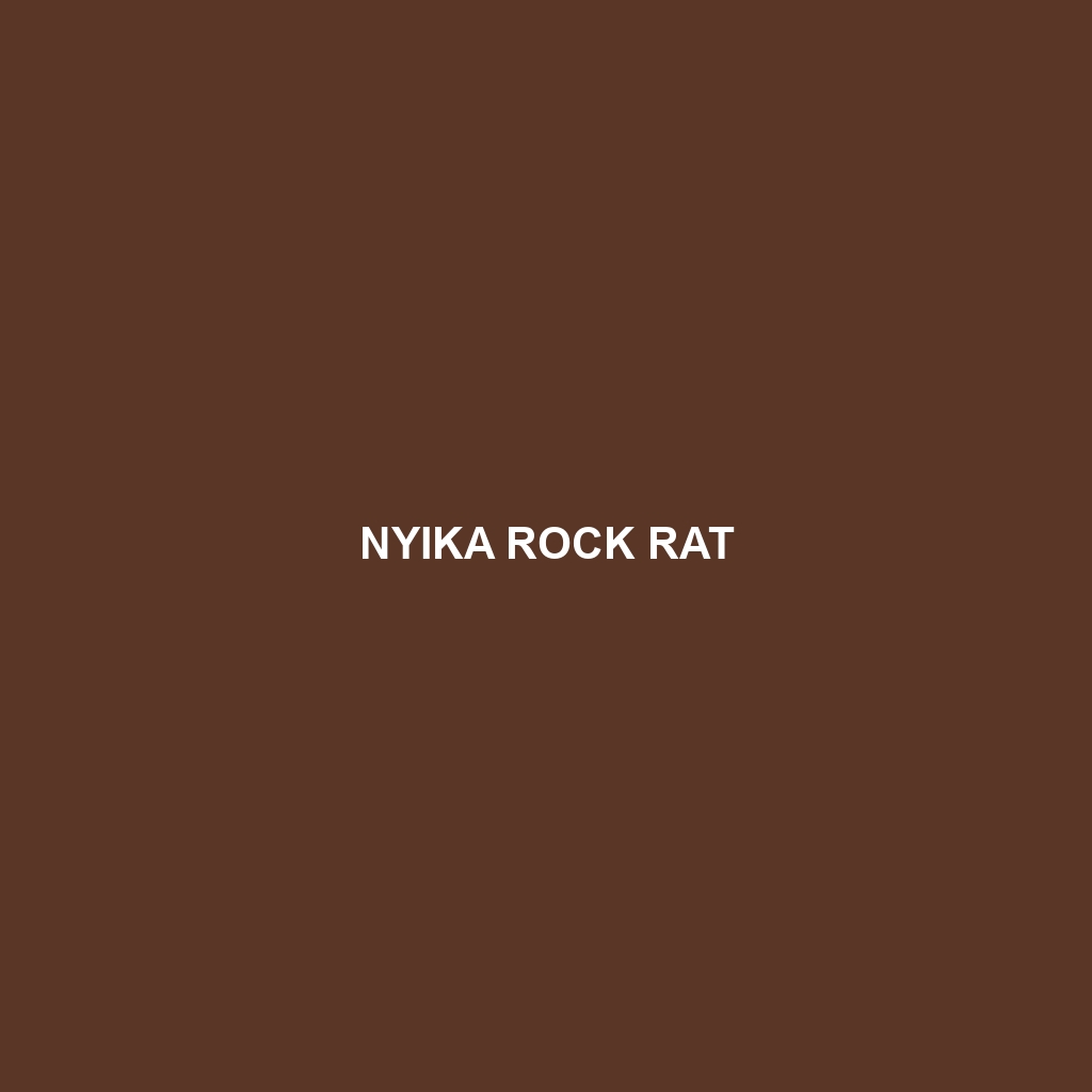 Nyika Rock Rat