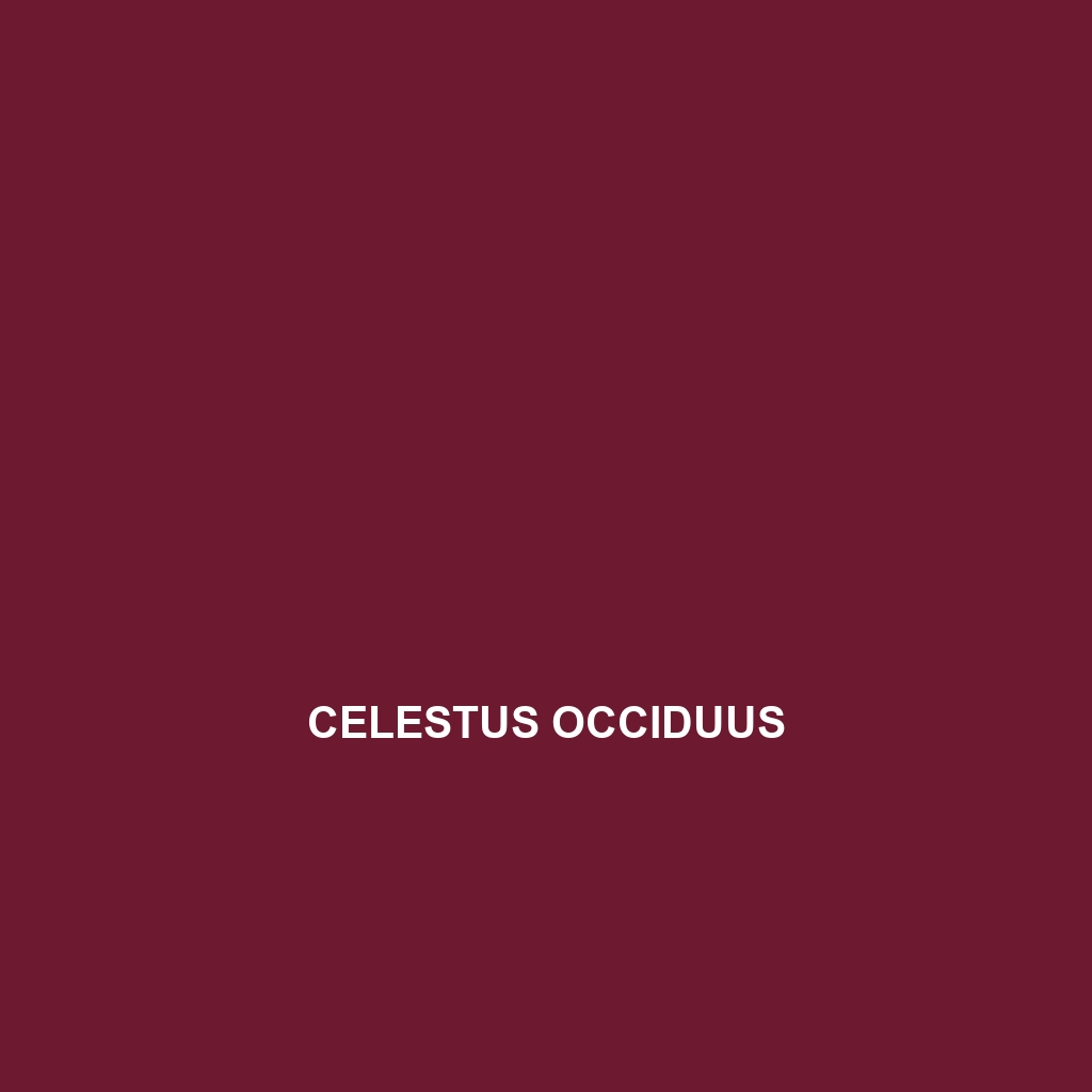 Celestus molesworthi