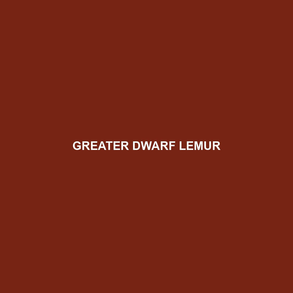 Greater Dwarf Lemur