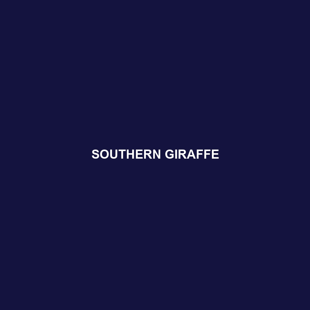 Southern Giraffe