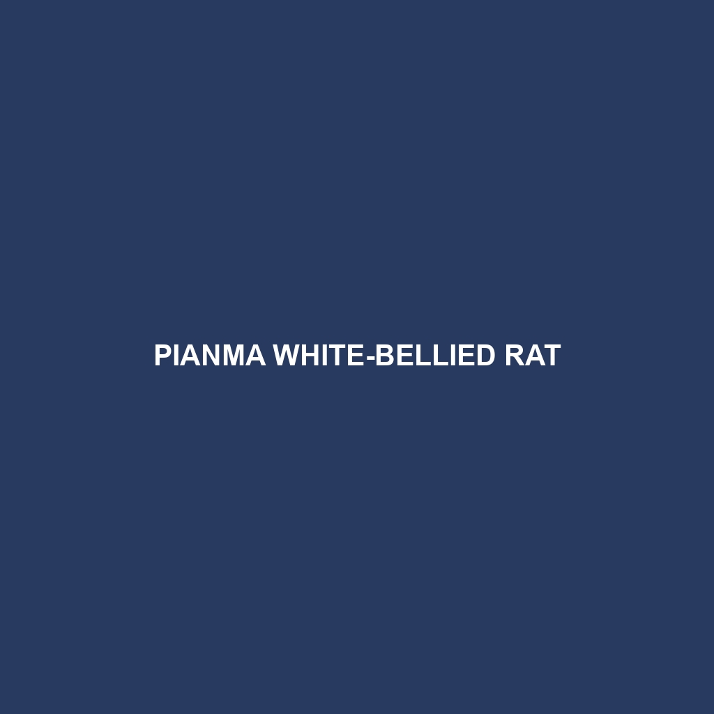 Pianma White-bellied Rat