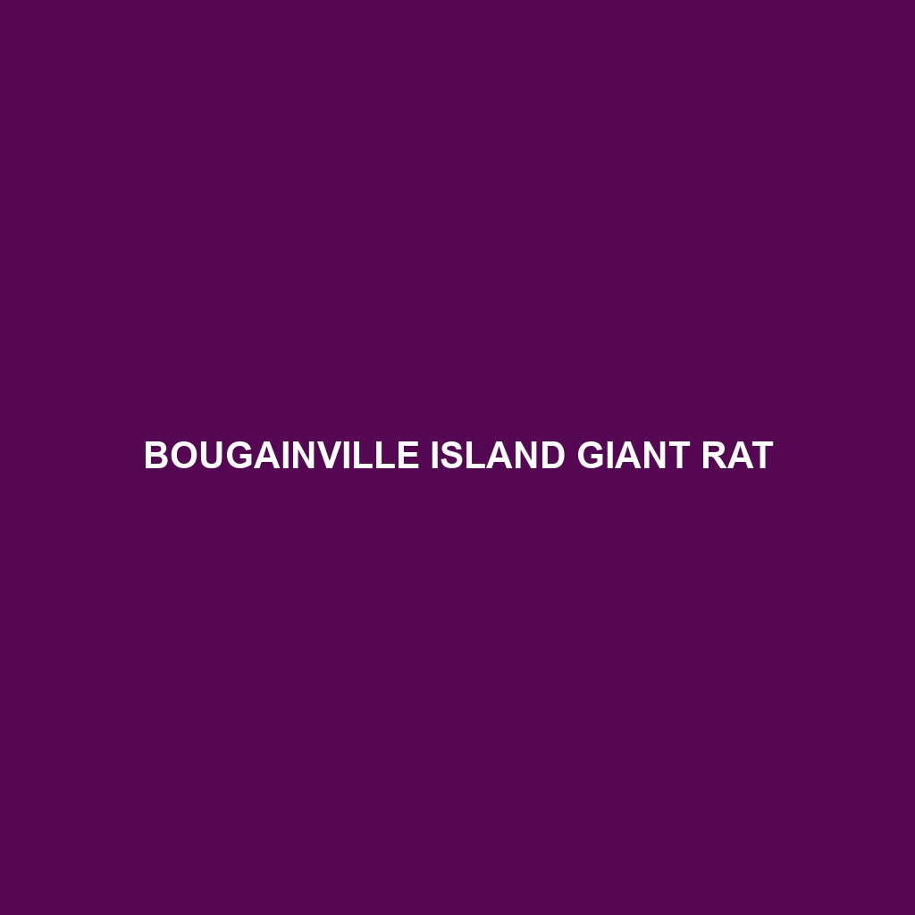 Bougainville Island Giant Rat