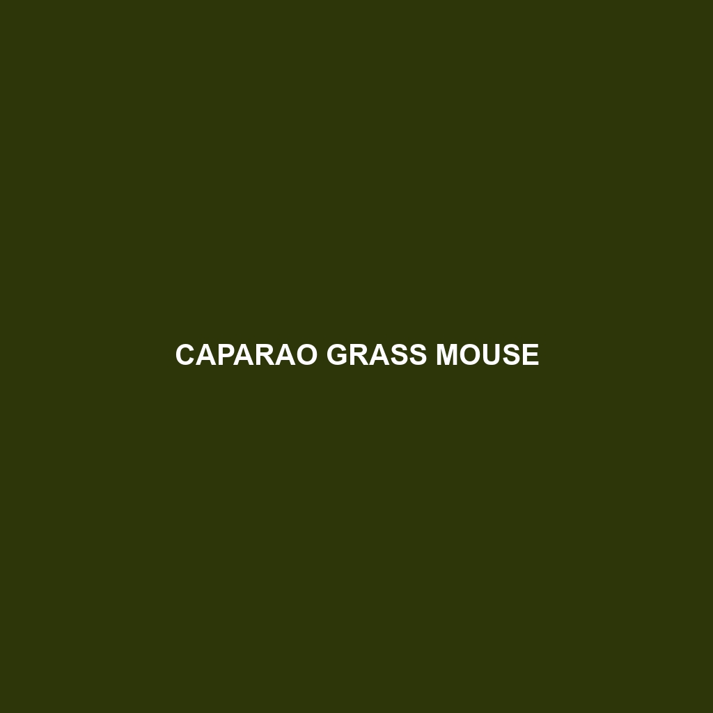 Monte Grass Mouse