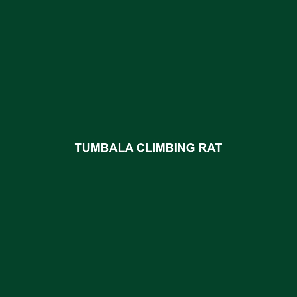 Tumbala Climbing Rat