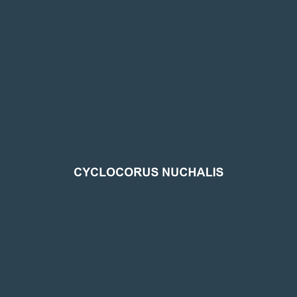 Cyclocorus nuchalis