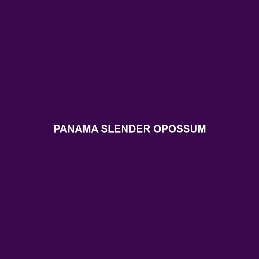 Panama Slender Opossum