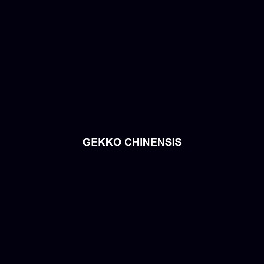 Gekko chinensis