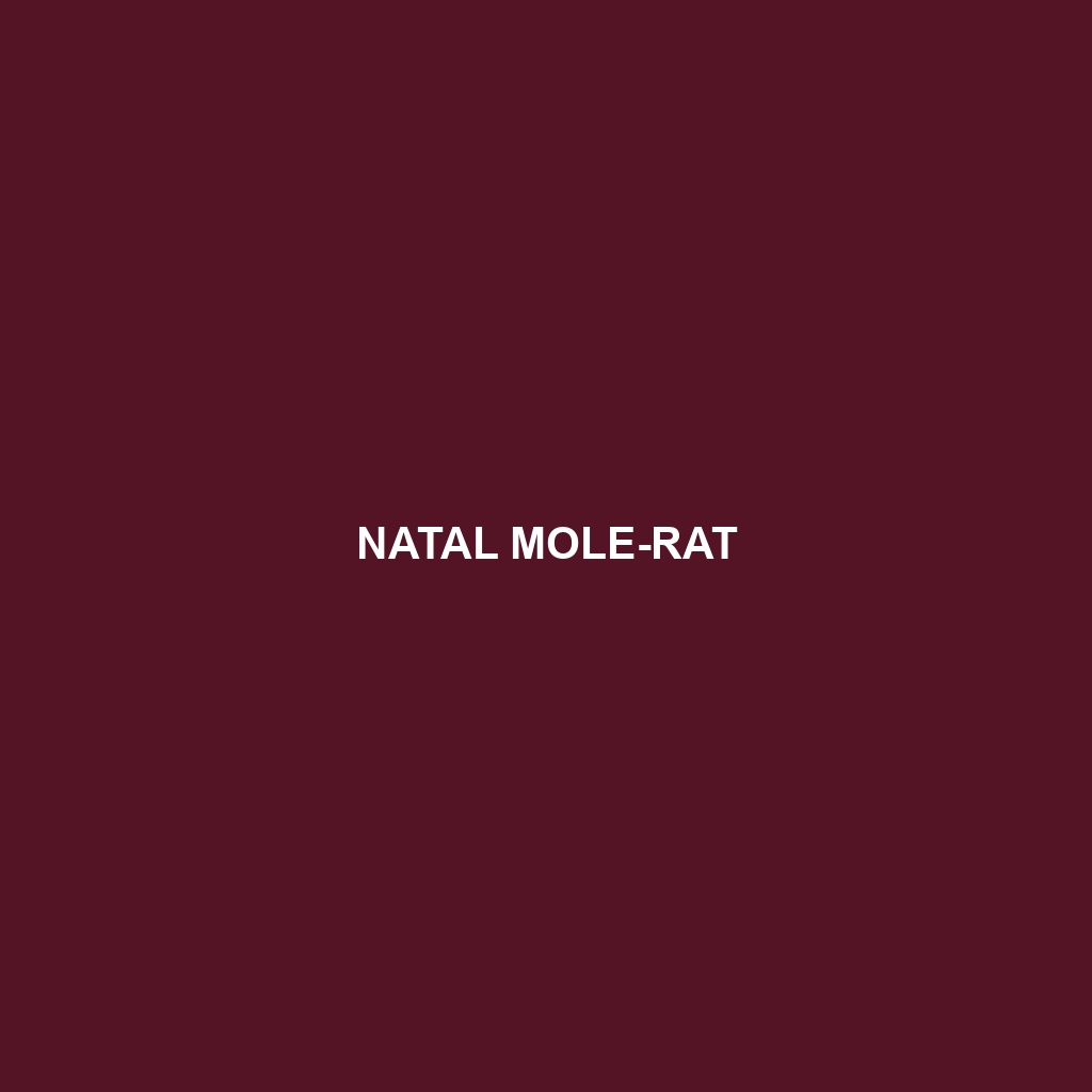 Natal Mole-rat