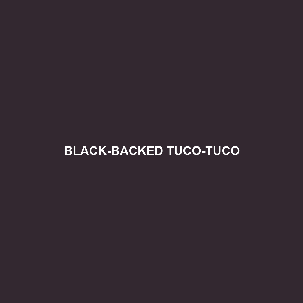 Black-backed Tuco-tuco