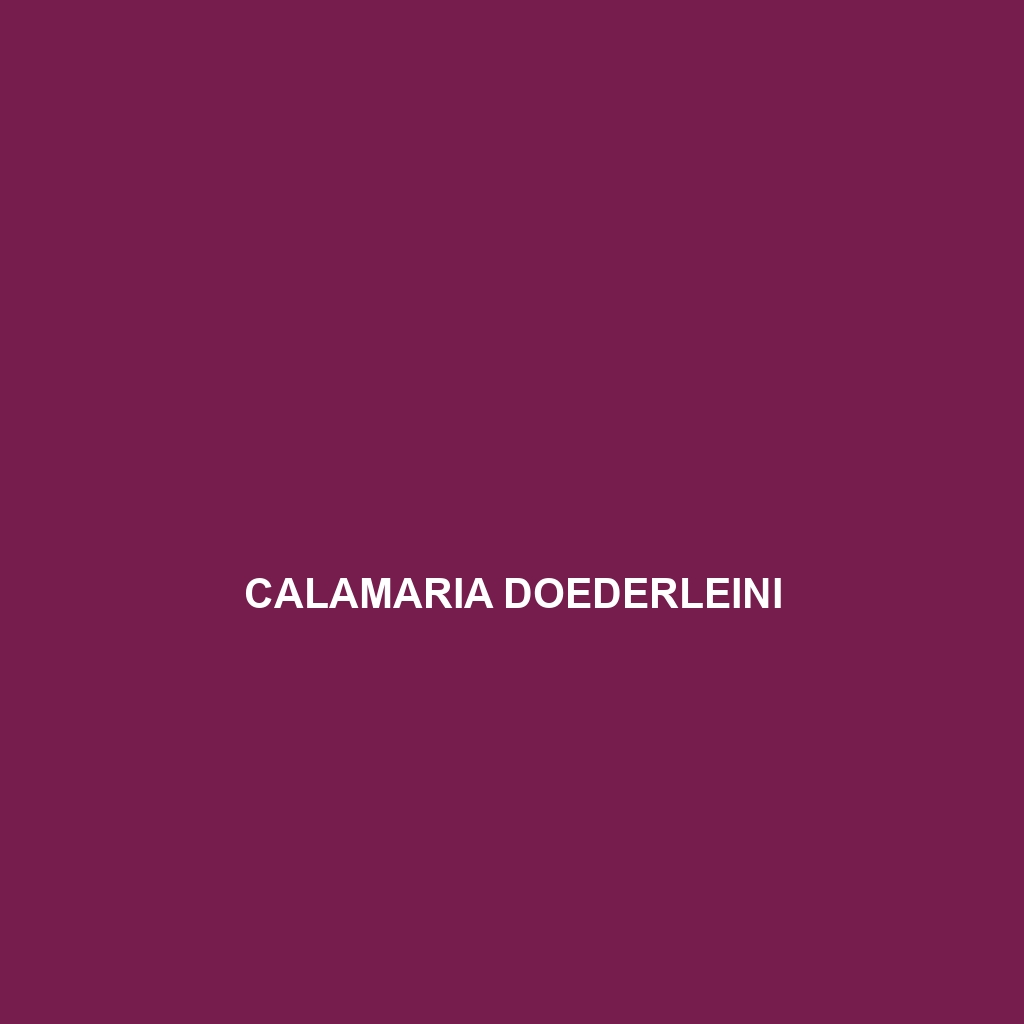 Calamaria doederleini