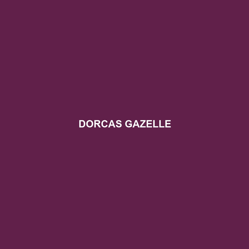 Dorcas Gazelle