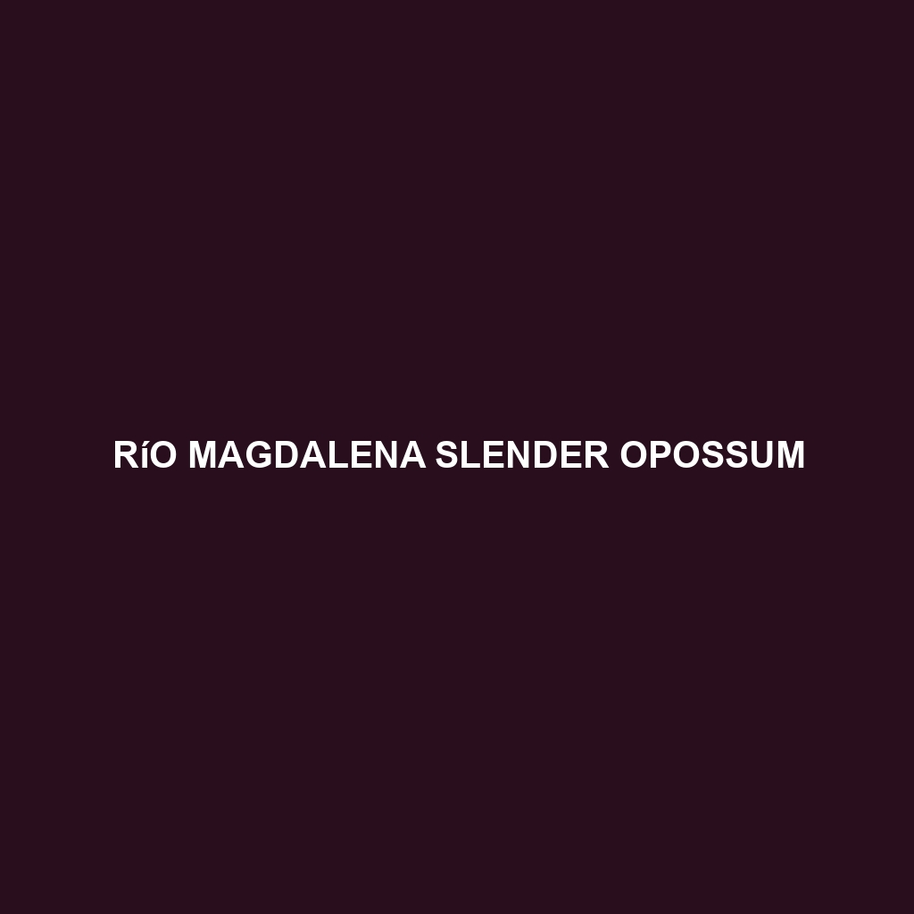 Río Magdalena Slender Opossum