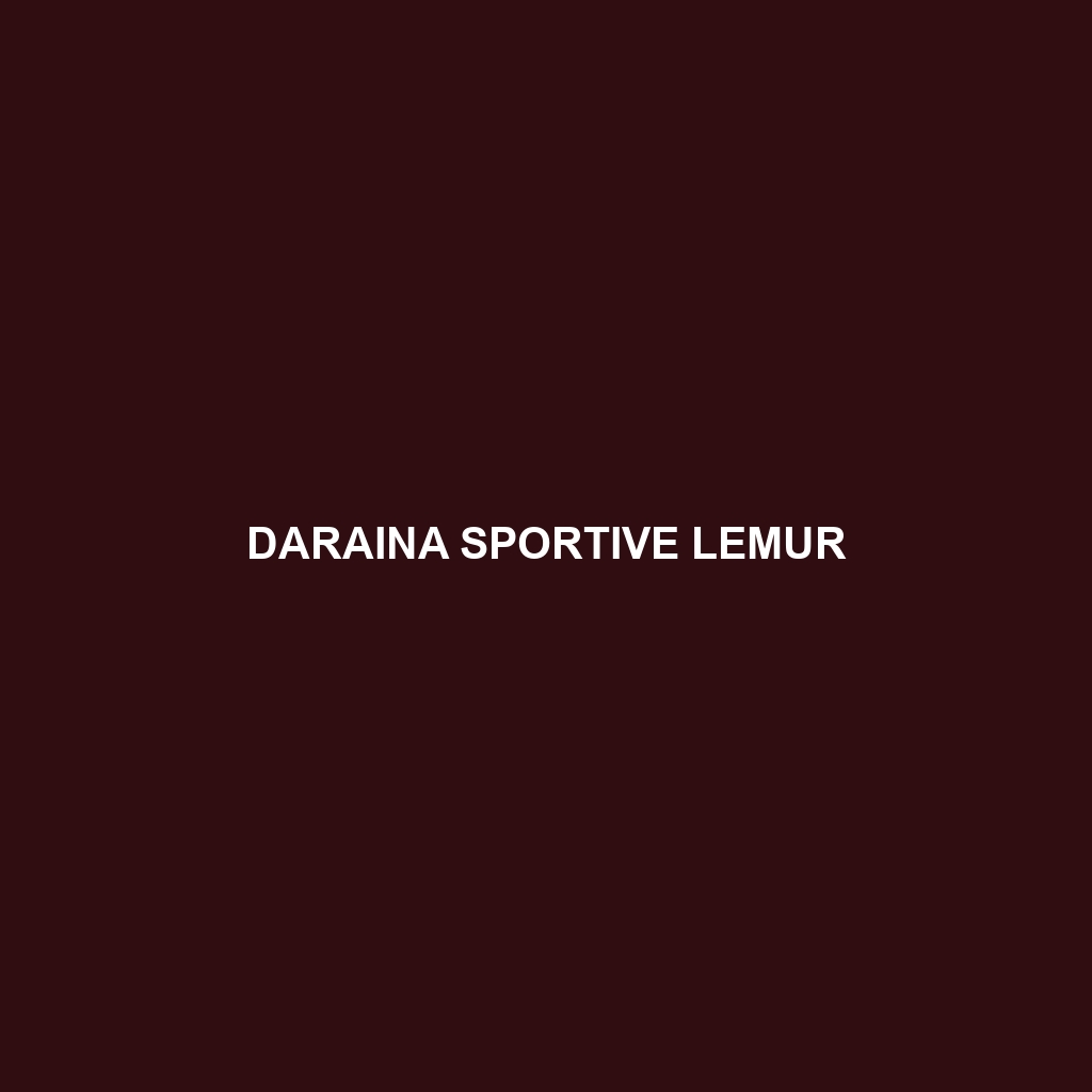 Daraina Sportive Lemur