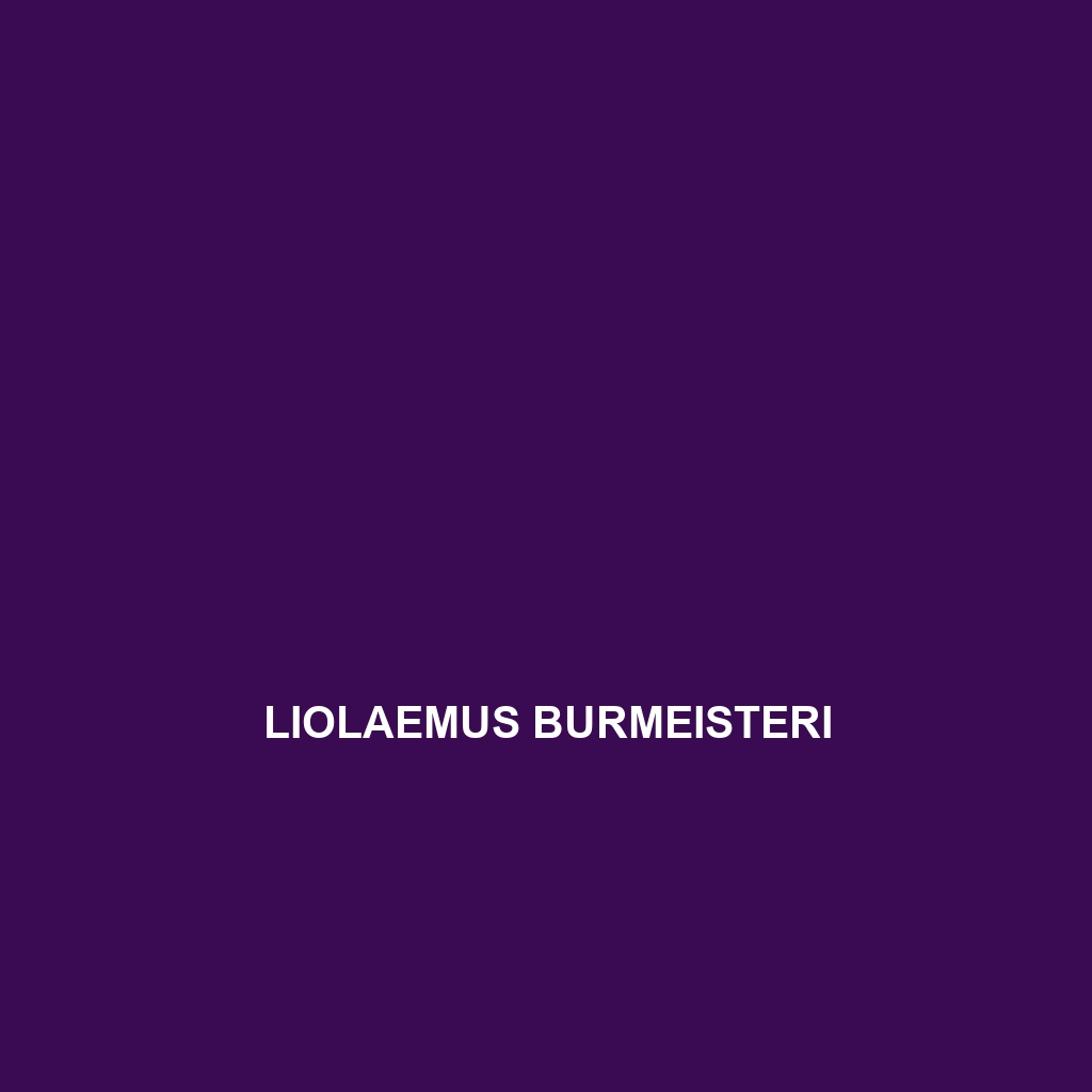 Liolaemus burmeisteri