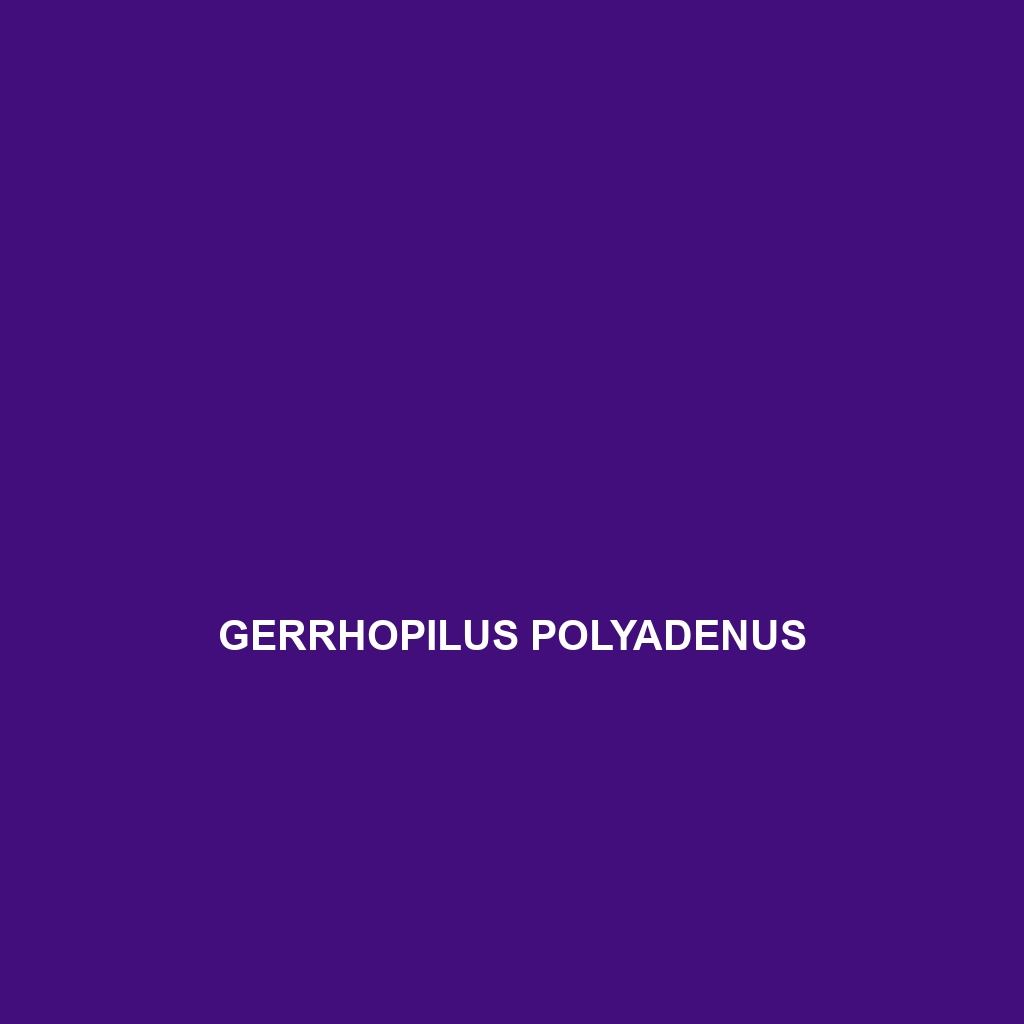 Gerrhopilus polyadenus