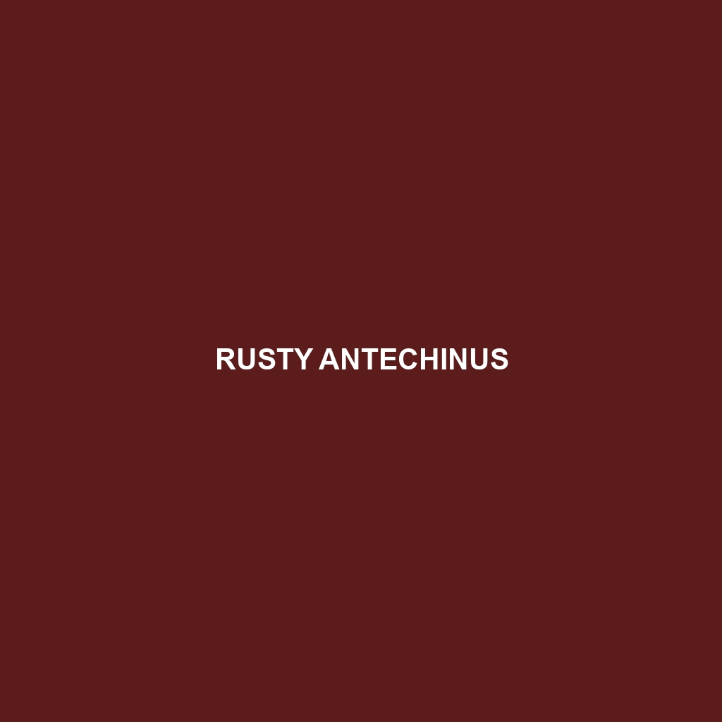 Rusty Antechinus