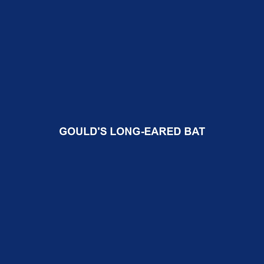 Gould's Long-eared Bat