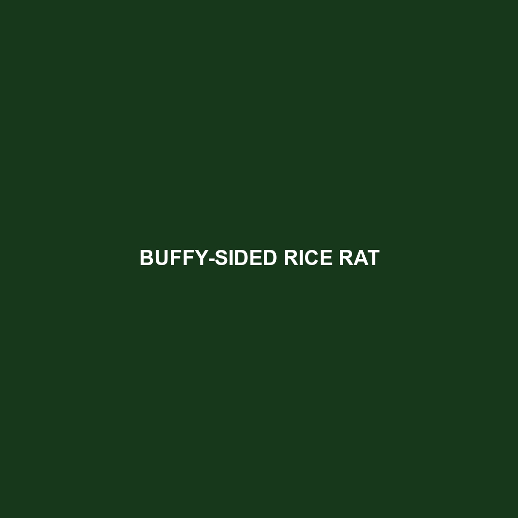 Buffy-sided Rice Rat