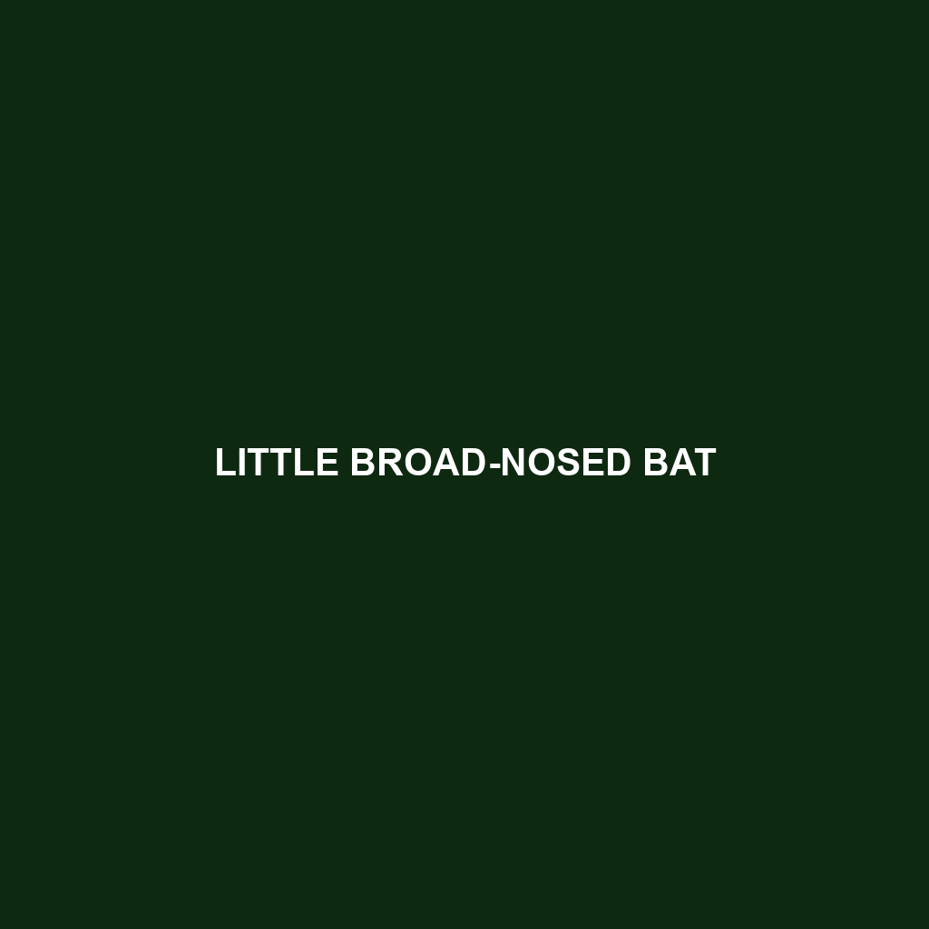 Little Broad-nosed Bat