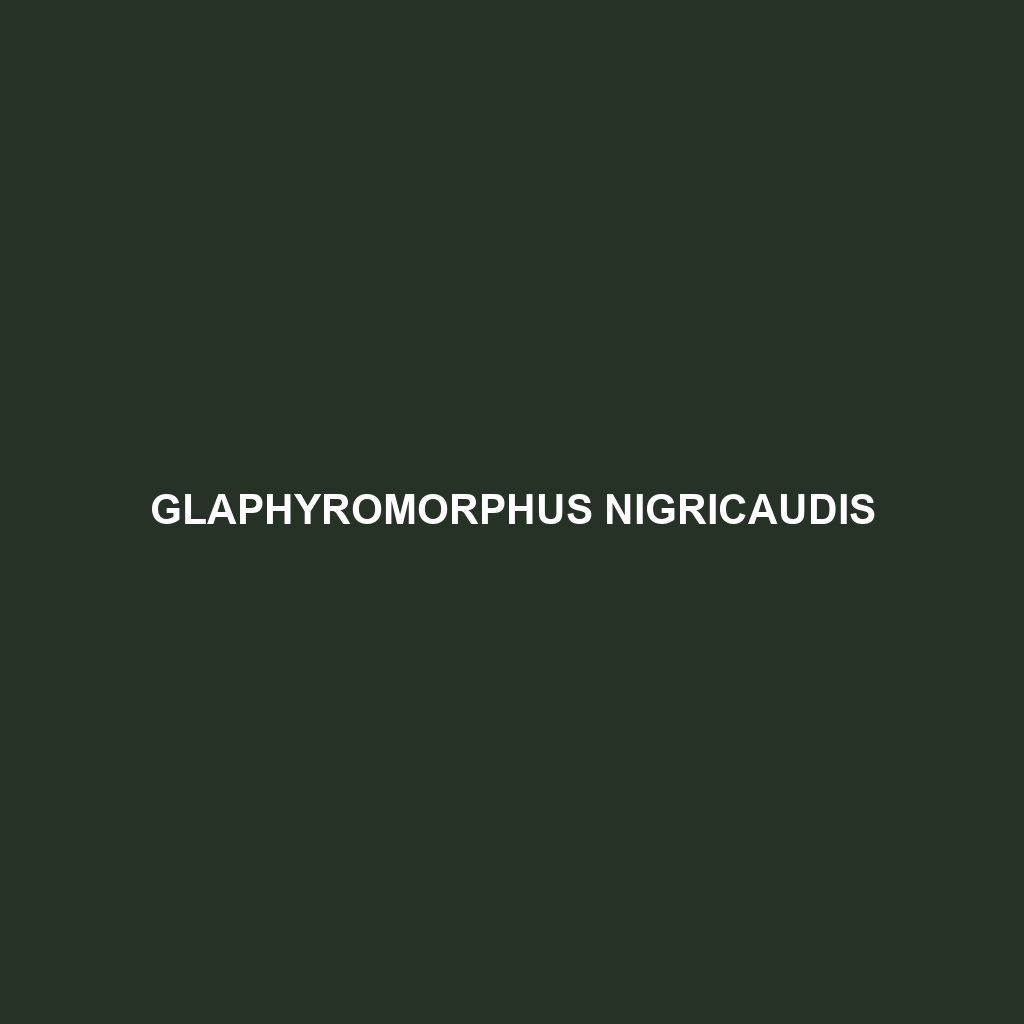 Glaphyromorphus nigricaudis