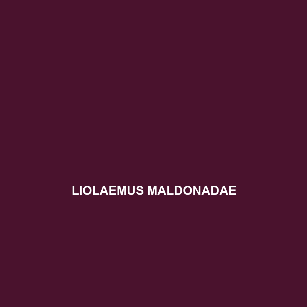 Liolaemus maldonadae