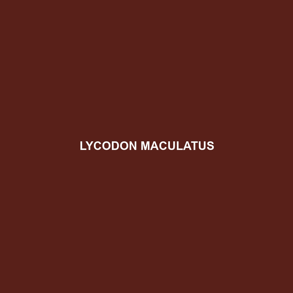 Lycodon maculatus