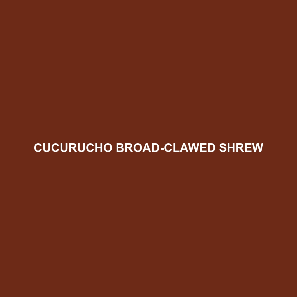 Cucurucho Broad-clawed Shrew