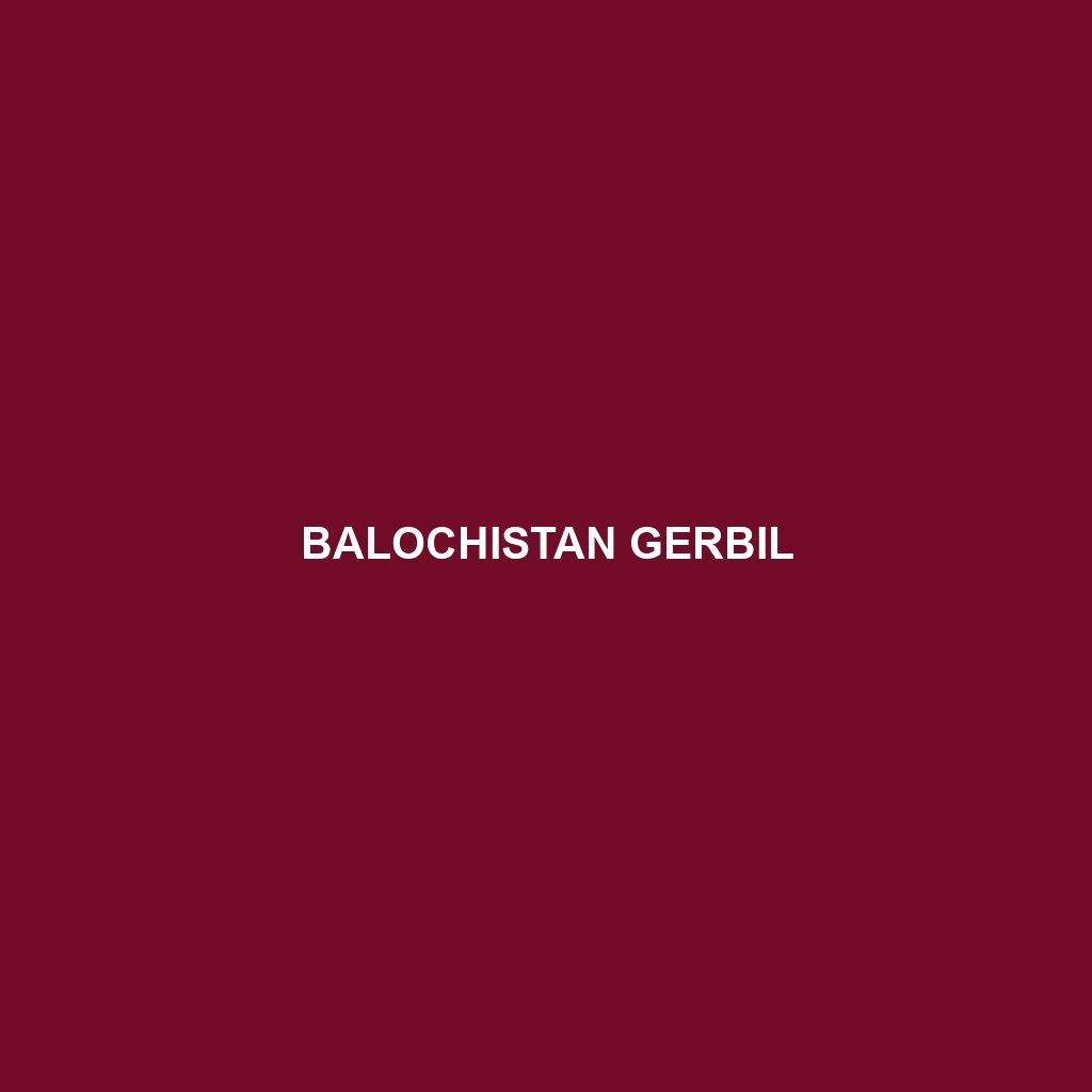 Balochistan Gerbil