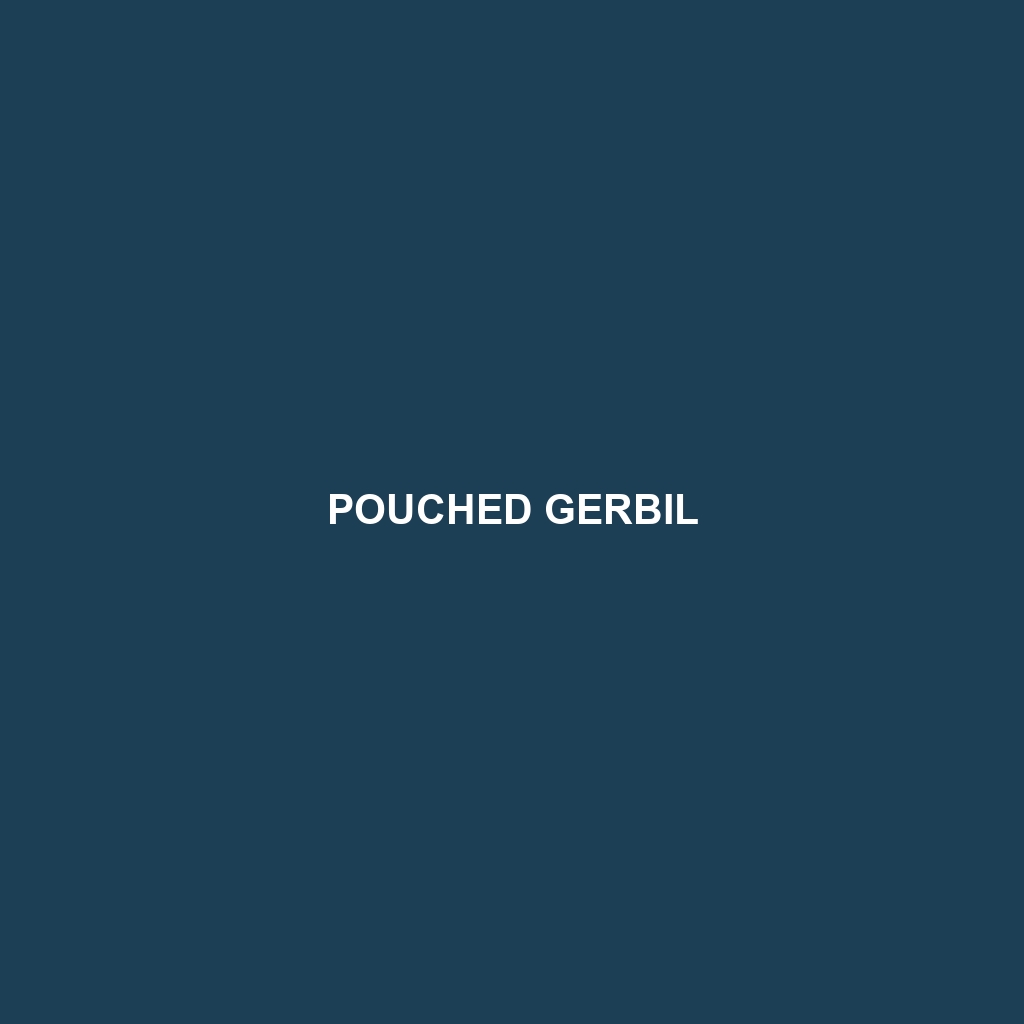 Pouched Gerbil