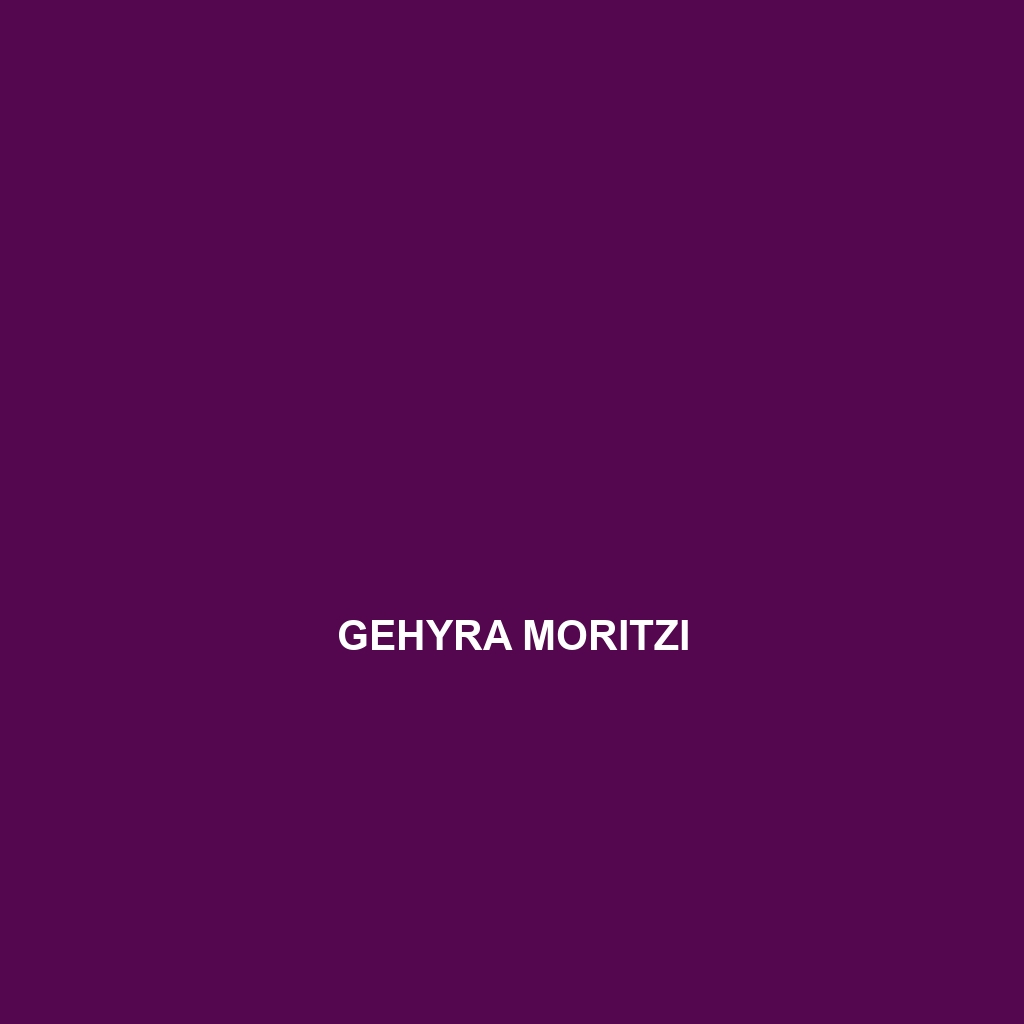 Gehyra moritzi